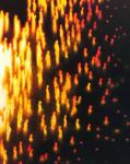 ornimbus